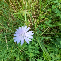 Cichorium intybus