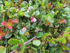 Vaccinium vitis-idaea