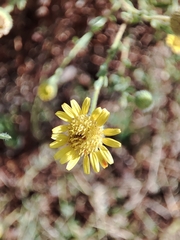 Pulicaria paludosa