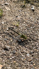 Ophiogomphus cecilia