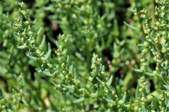Suaeda maritima