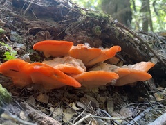 Aurantiporus pulcherrimus
