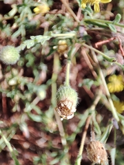 Pulicaria paludosa
