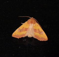 Atethmia centrago