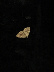 Camptogramma bilineata