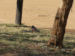 Laniarius atrococcineus