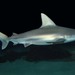 Tiburón Aleta de Cartón - Photo D Ross Robertson, sin restricciones conocidas de derechos (dominio publico)