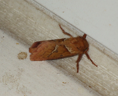 Triodia sylvina