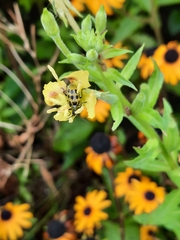 Diabrotica undecimpunctata