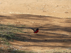 Laniarius atrococcineus