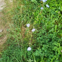 Cichorium intybus