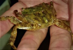 Pachygrapsus marmoratus