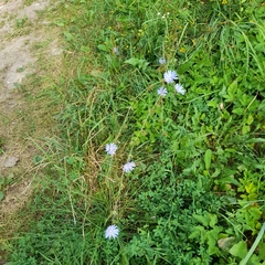 Cichorium intybus