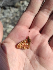 Boloria selenis