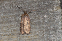 Agonopterix