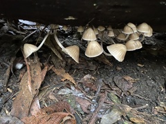 Mycena subgalericulata