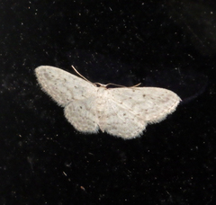 Idaea seriata