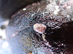 Aeolidia