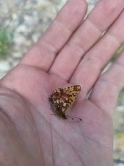Boloria selenis