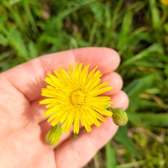 Sonchus arvensis uliginosus