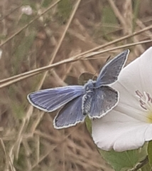 Polyommatus