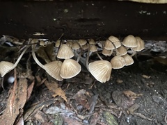 Mycena subgalericulata