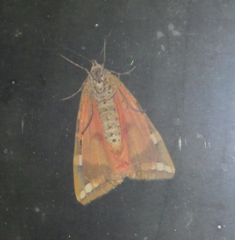 Euplagia quadripunctaria