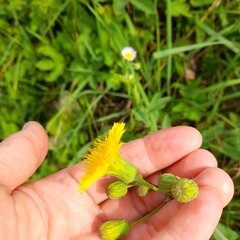 Sonchus arvensis uliginosus