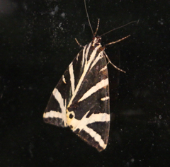 Euplagia quadripunctaria