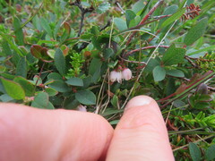 Vaccinium vitis-idaea