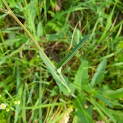 Sonchus arvensis uliginosus