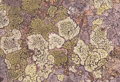 Rhizocarpon