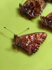 Boloria selenis
