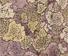 Rhizocarpon