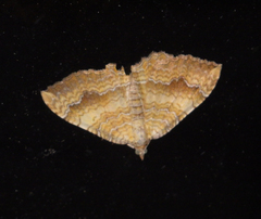 Camptogramma bilineata