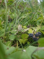 Argiope bruennichi