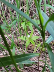 Lysimachia borealis