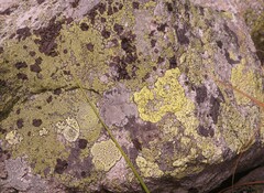 Rhizocarpon