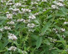 Pycnanthemum incanum