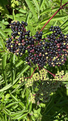 Sambucus ebulus