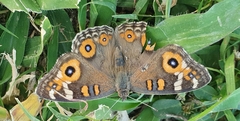 Junonia villida