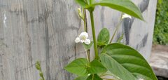 Asystasia intrusa
