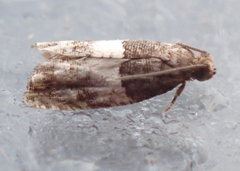 Gelechiidae