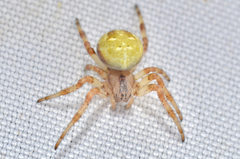 Araneus trifolium
