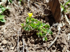 Oxalis albicans