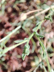Pulicaria paludosa