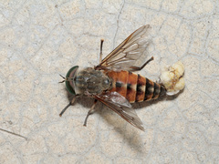 Tabanus eggeri