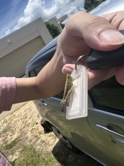 Aiolopus thalassinus tamulus