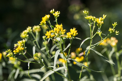 Euthamia graminifolia