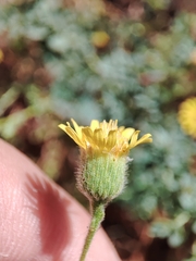 Pulicaria paludosa